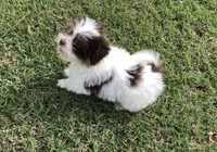 Spot, a male Pomeranian and Shih Tzu for sale in Republic, MO – 1 of 10