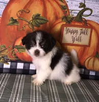 Ziggy, a male Shiranian for sale in Republic, MO – 2 of 9