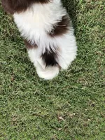 Sammy, a male Pomeranian and Shih Tzu for sale in Republic, MO – 3 of 5