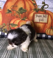 Toby, a male Shiranian for sale in Republic, MO – 5 of 7