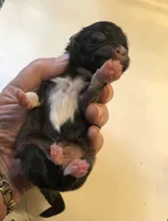 Patty’s Boy, a male Pomeranian and Shih Tzu for sale in Republic, MO – 5 of 5