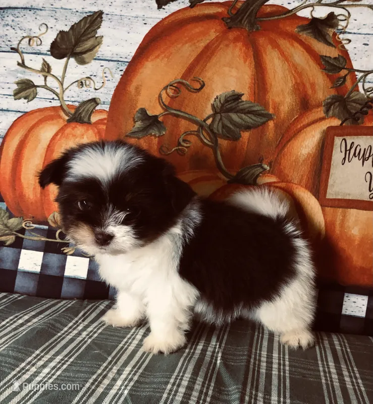 Toby – Pomeranian, Shih Tzu puppy for sale in Republic, MO