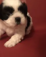 Danny , a male Shih Tzu for sale in Republic, MO – 3 of 7
