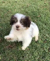 Spot, a male Shiranian for sale in Republic, MO – 1 of 9
