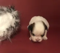Sassy’s Girl , a female Shih Tzu for sale in Republic, MO – 5 of 9