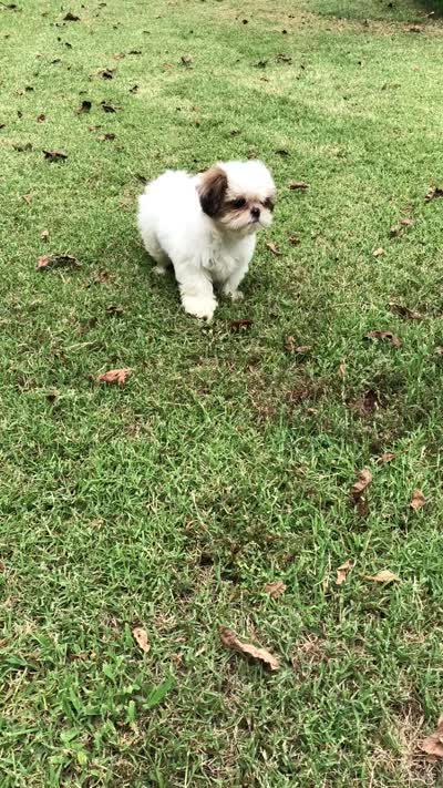 Rory , a female Shih Tzu for sale in Republic, MO – 4 of 4