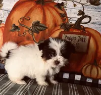 Scotty, a male Shiranian for sale in Republic, MO – 2 of 8