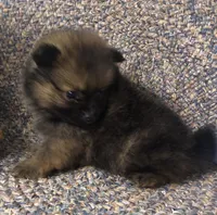 Smokie , a male Pomeranian for sale in Republic, MO – 5 of 9