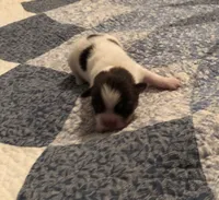 Bandit, a male Pomeranian and Shih Tzu for sale in Republic, MO – 4 of 4