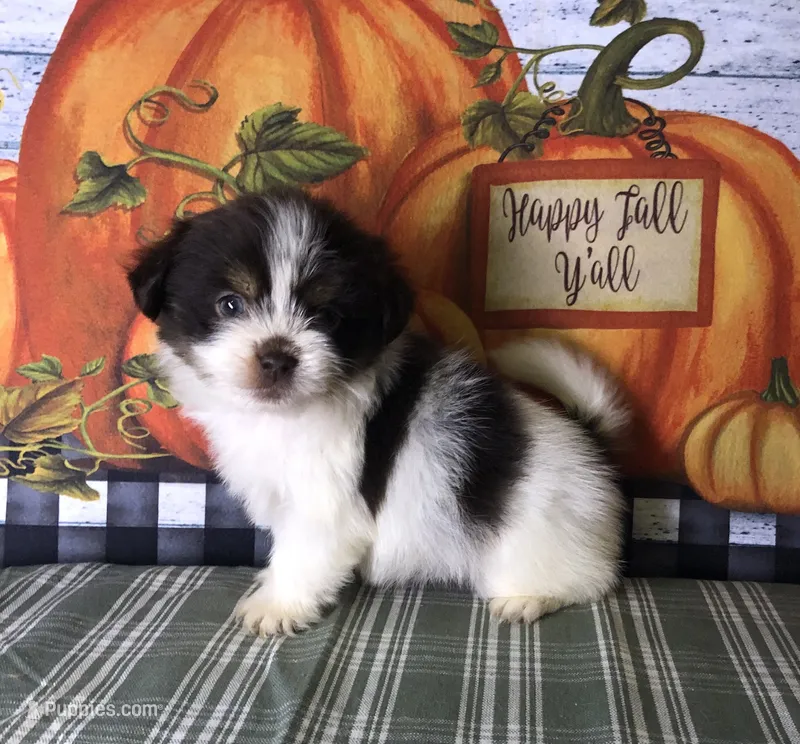 Ziggy – Shiranian puppy for sale in Republic, MO