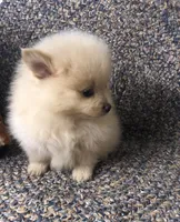 Sandy , a female Pomeranian for sale in Republic, MO – 8 of 9