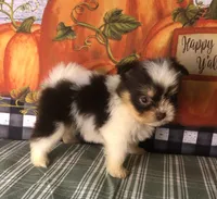 Pepper , a female Pomeranian and Shih Tzu for sale in Republic, MO – 2 of 8
