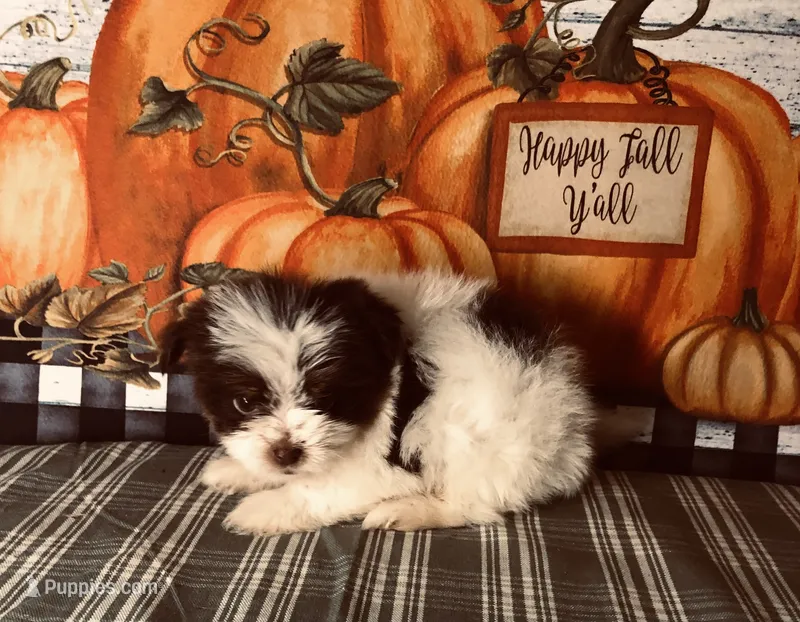 Scotty – Shiranian puppy for sale in Republic, MO