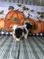 Pepper , a female Pomeranian and Shih Tzu for sale in Republic, MO – 4 of 8