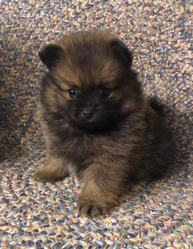 Smokie  – Pomeranian puppy for sale in Republic, MO