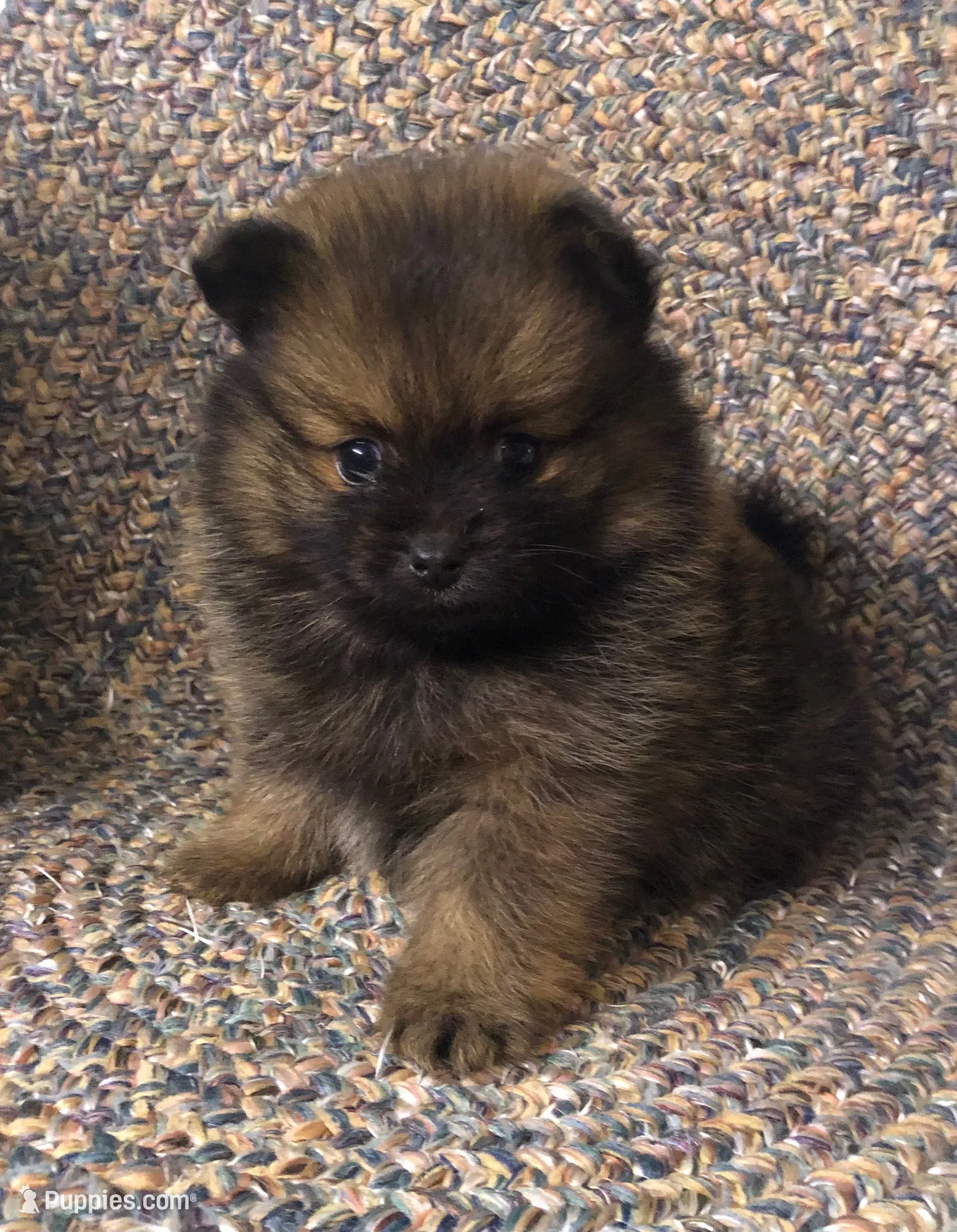Smokie , a male Pomeranian for sale in Republic, MO – 1 of 9