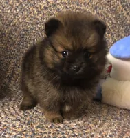 Smokie , a male Pomeranian for sale in Republic, MO – 7 of 9