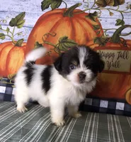 Ziggy, a male Shiranian for sale in Republic, MO – 8 of 9