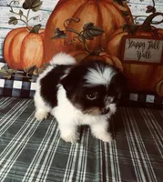 Toby, a male Shiranian for sale in Republic, MO – 6 of 7