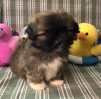 Patty’s Boy, a male Pomeranian and Shih Tzu for sale in Republic, MO – 3 of 10