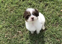 Spot, a male Pomeranian and Shih Tzu for sale in Republic, MO – 2 of 10