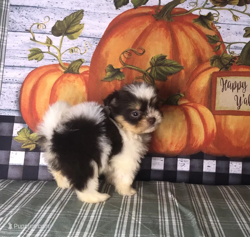 Pepper  – Shiranian puppy for sale in Republic, MO