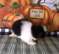 Toby, a male Shiranian for sale in Republic, MO – 2 of 7