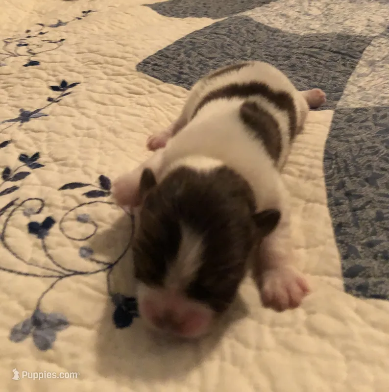 Ziggy – Shiranian puppy for sale in Republic, MO