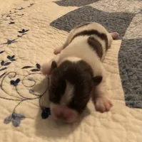 Ziggy, a male Shiranian for sale in Republic, MO – 1 of 4