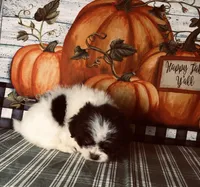 Bandit, a male Pomeranian and Shih Tzu for sale in Republic, MO – 7 of 8