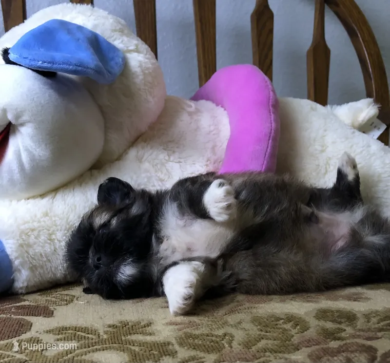 Patty’s Boy – Pomeranian, Shih Tzu puppy for sale in Republic, MO