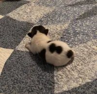 Bandit, a male Pomeranian and Shih Tzu for sale in Republic, MO – 3 of 4
