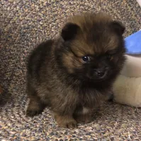 Smokie , a male Pomeranian for sale in Republic, MO – 6 of 9