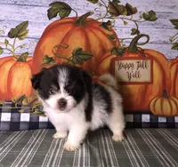 Ziggy, a male Shiranian for sale in Republic, MO – 7 of 9