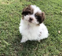 Spot, a male Shiranian for sale in Republic, MO – 5 of 9