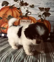 Bandit, a male Pomeranian and Shih Tzu for sale in Republic, MO – 2 of 8