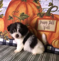 Ziggy, a male Shiranian for sale in Republic, MO – 6 of 9