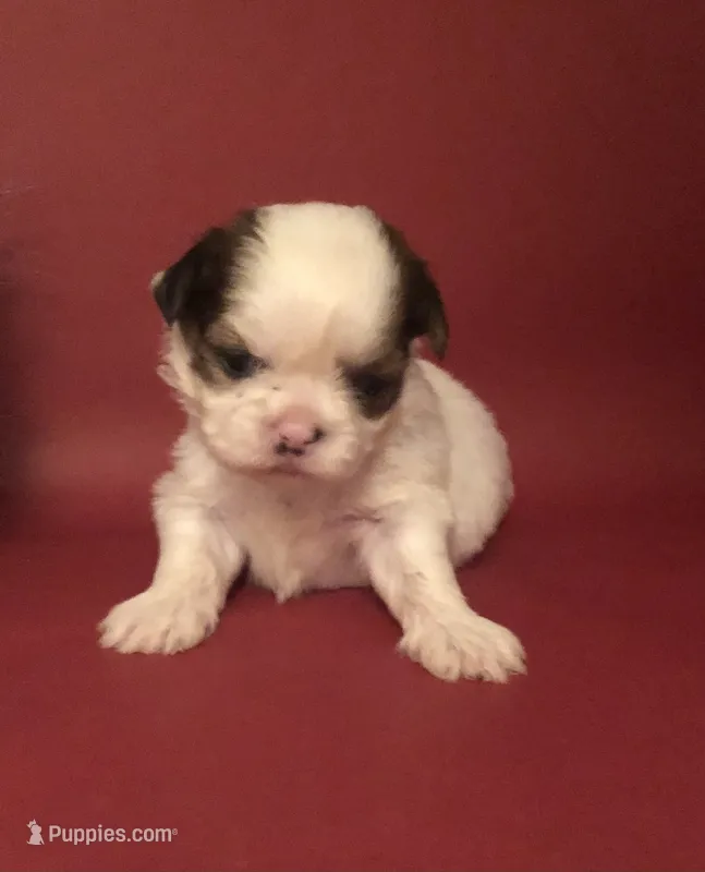 Sassy’s Girl  – Shih Tzu puppy for sale in Republic, MO