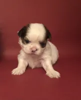 Sassy’s Girl , a female Shih Tzu for sale in Republic, MO – 1 of 9