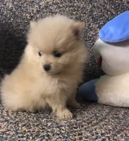 Sandy , a female Pomeranian for sale in Republic, MO – 2 of 9