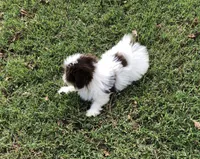 Spot, a male Shiranian for sale in Republic, MO – 3 of 9
