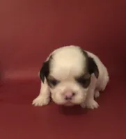 Sassy’s Girl , a female Shih Tzu for sale in Republic, MO – 2 of 9