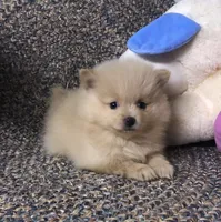 Sandy , a female Pomeranian for sale in Republic, MO – 6 of 9