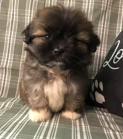 Patty’s Boy, a male Pomeranian and Shih Tzu for sale in Republic, MO – 6 of 10