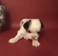 Sassy’s Girl , a female Shih Tzu for sale in Republic, MO – 6 of 9
