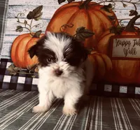 Scotty , a male Pomeranian and Shih Tzu for sale in Republic, MO – 2 of 7