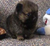 Smokie , a male Pomeranian for sale in Republic, MO – 3 of 9