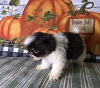 Toby, a male Pomeranian and Shih Tzu for sale in Republic, MO – 3 of 7