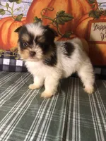 Pepper , a female Pomeranian and Shih Tzu for sale in Republic, MO – 7 of 8