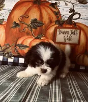 Bandit, a male Pomeranian and Shih Tzu for sale in Republic, MO – 5 of 8